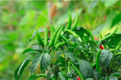 green chilli2.png
